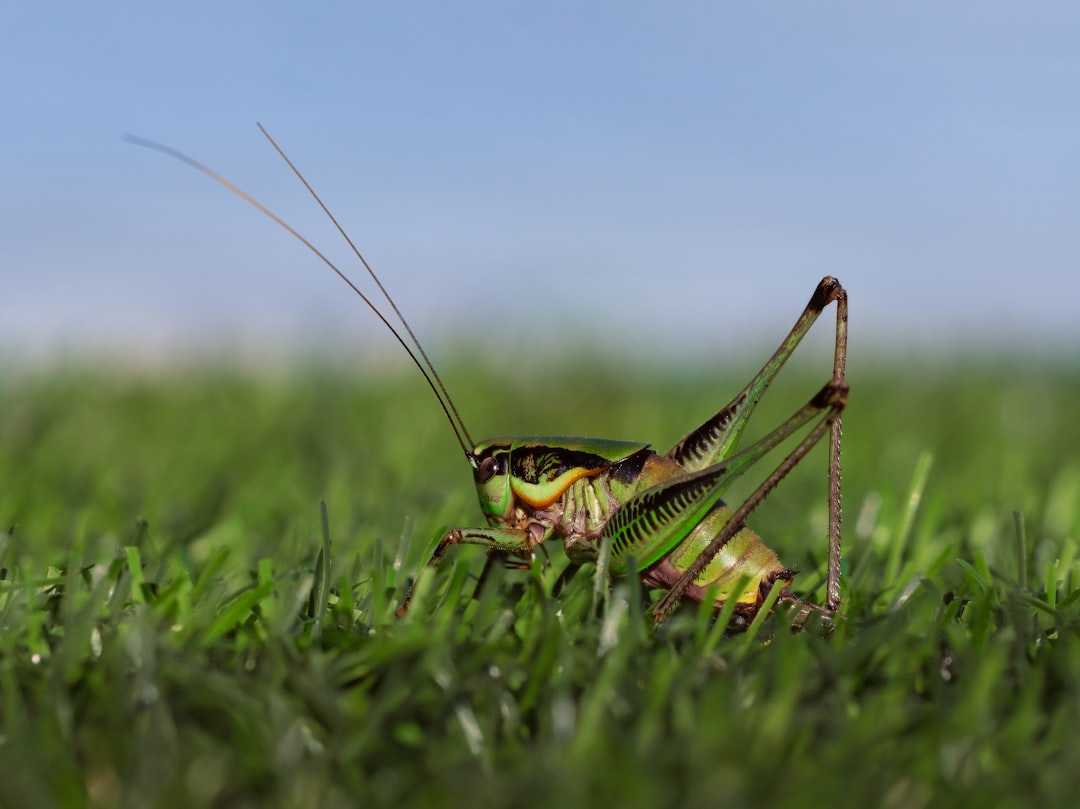 Grasshopper Kadın Futbol Takımı'ndan Şaşırtan Başarılar!